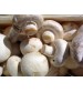 Mushroom (Edible)